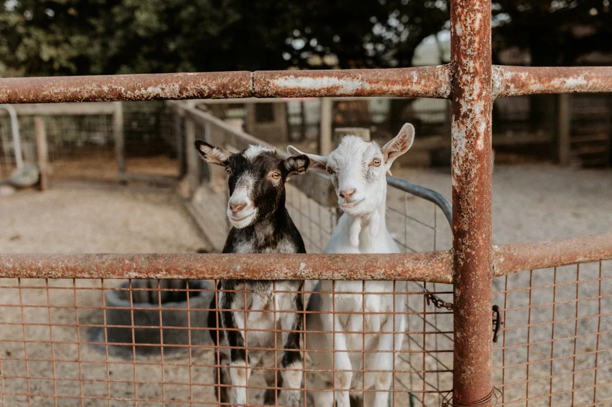 Hahndorf Farm Barn — 3