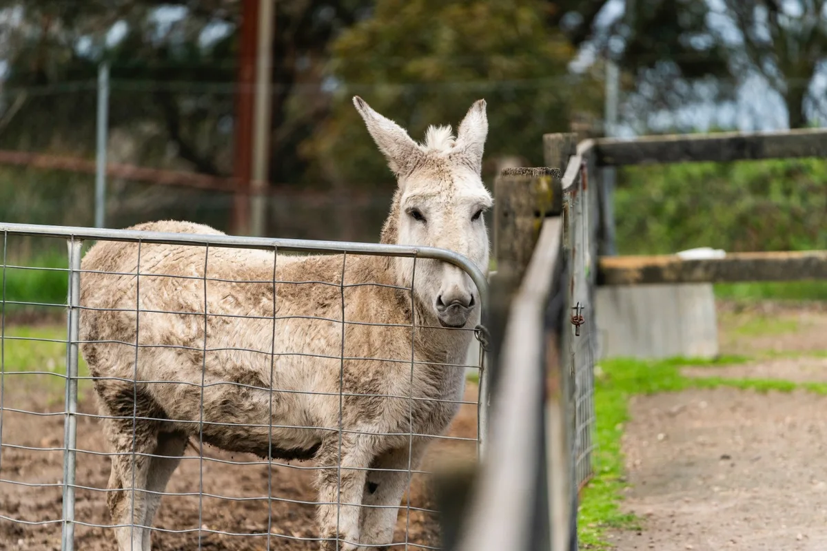 Hahndorf Farm Barn — 5