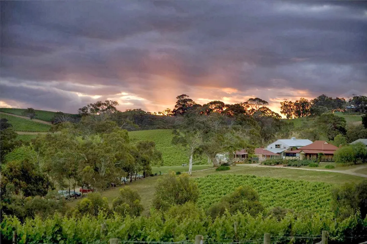 Longview Vineyard — 2