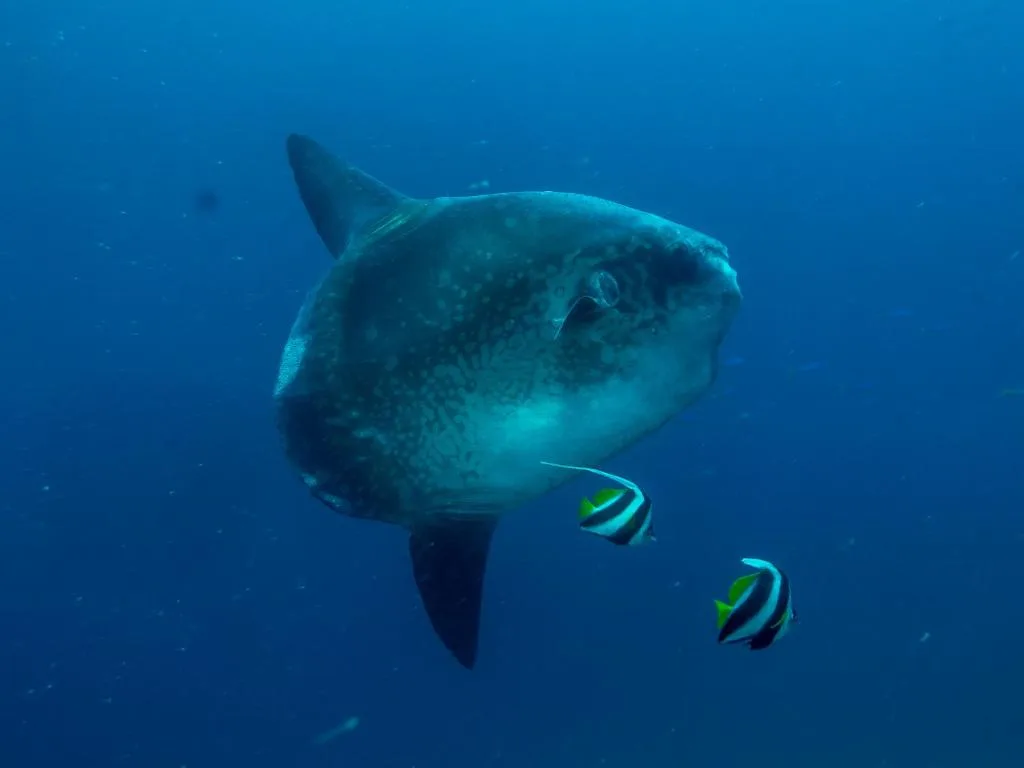 Benthos Bali Dive Resort — 5