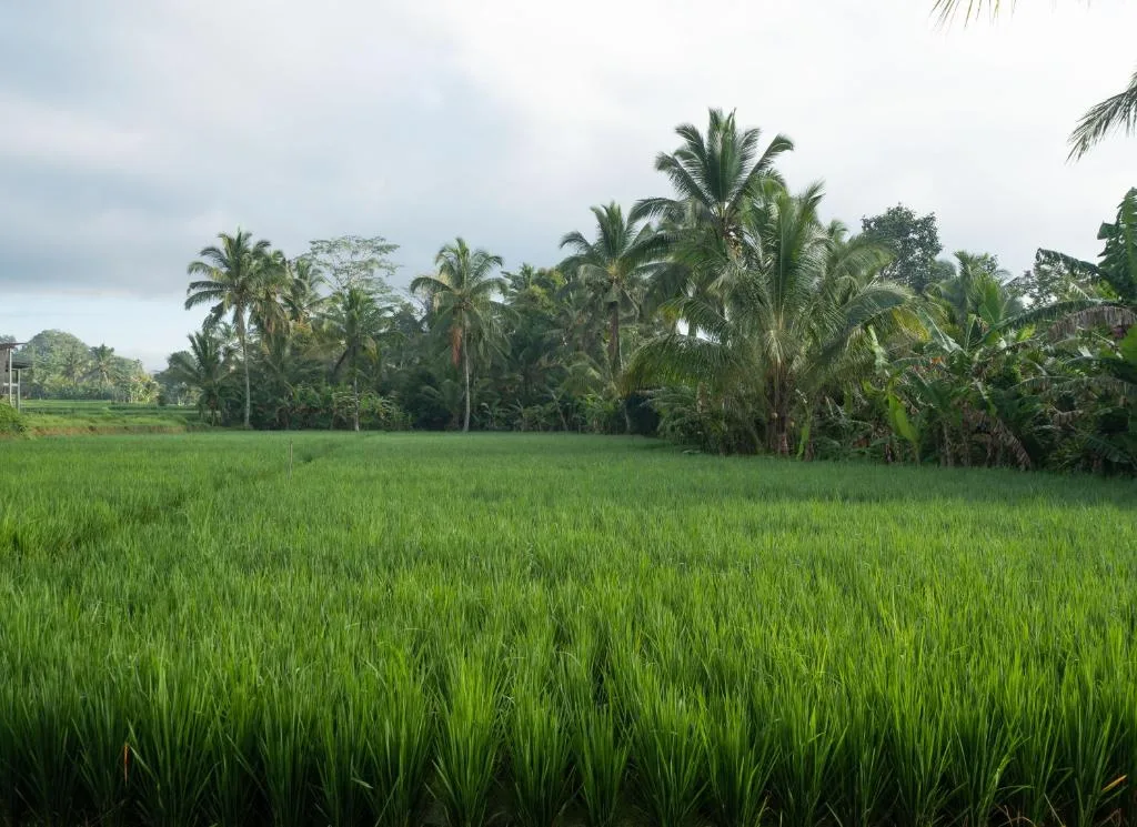 Taru Sebatu Villa — 4