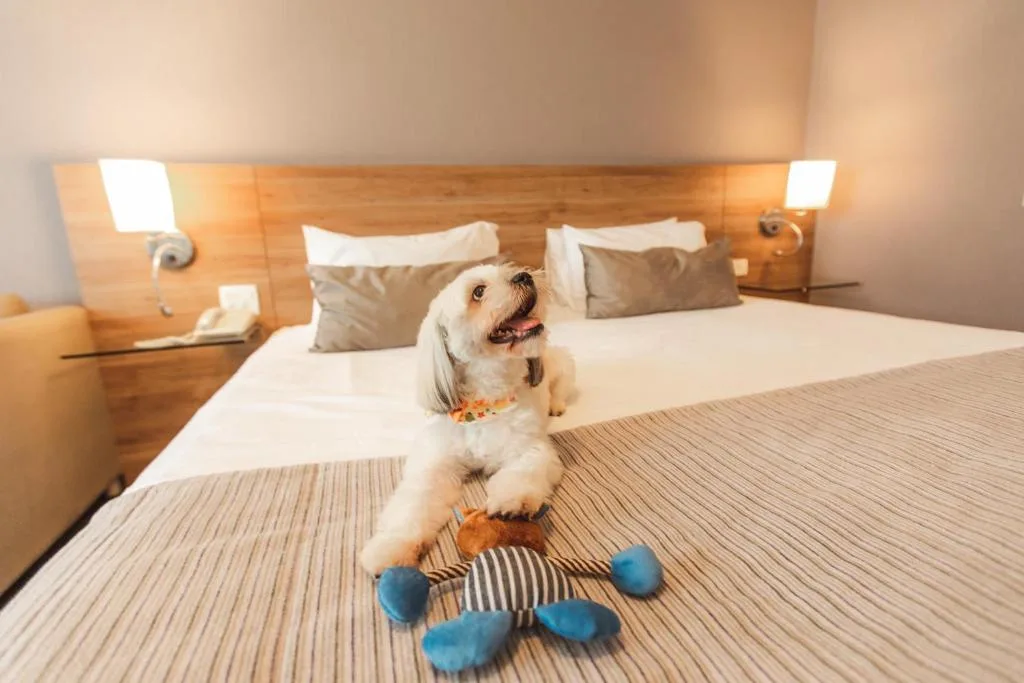 Comfort Suites Londrina — 5