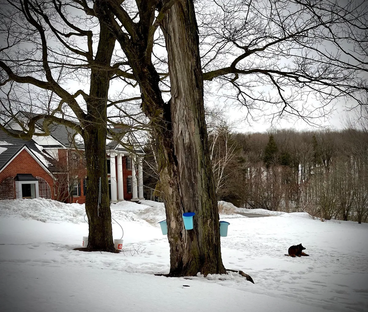 Caledon Manor & Country Inn — 5