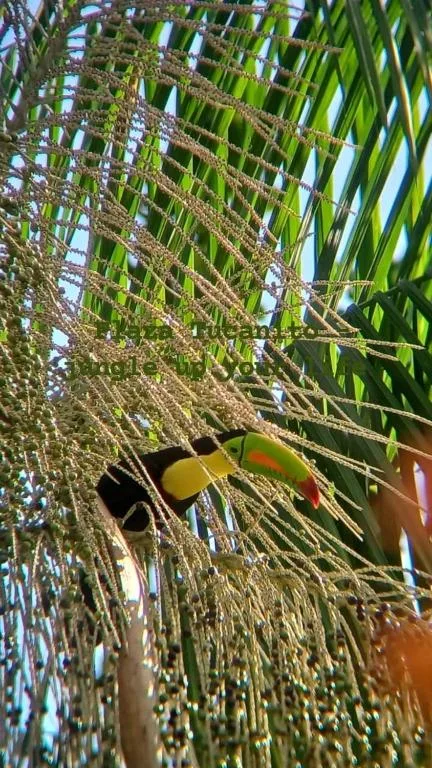 Cahuita