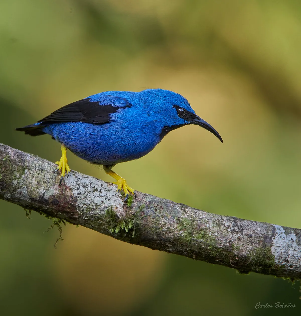 Tico Rainforest B&B — 3