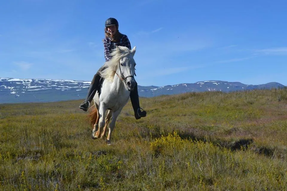 Húsey Hostel & Horsefarm — 5