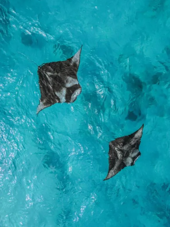 Diamonds Athuruga Maldives Resort & Spa — 2
