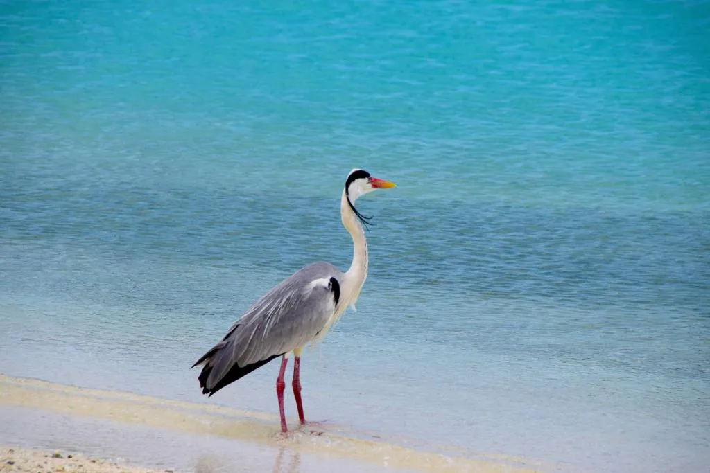 Makunudu Island- An Intimate Hideaway — 4