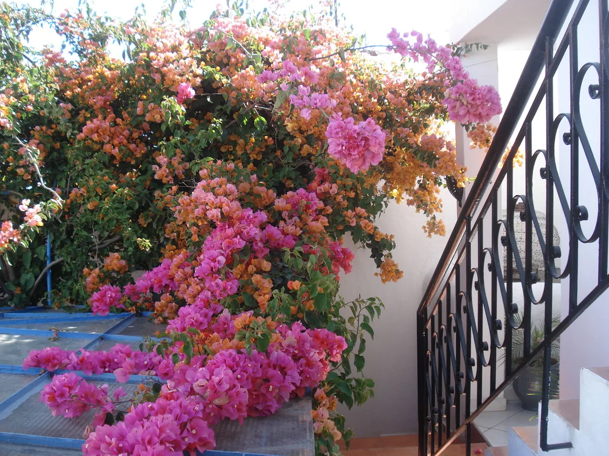 Riad Marlinea — 5