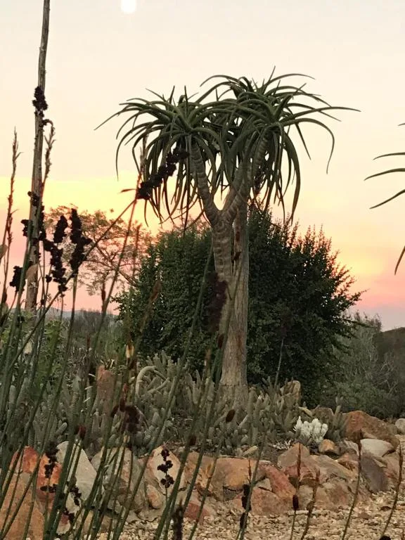 Olive Hill Guest House — 4