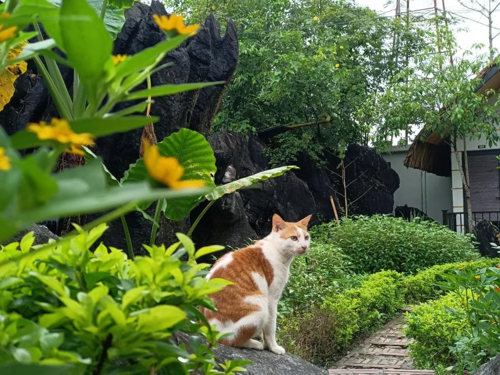 Wings Ha Giang Loop Bungalow — 4