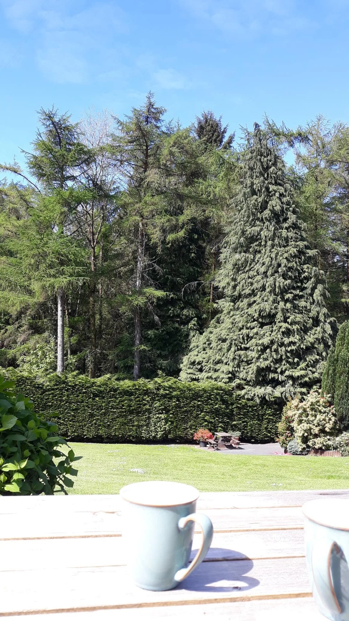 Trees Caravan Park — 4